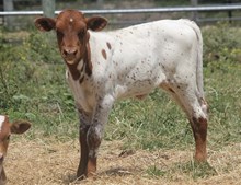 KUTE KIMBER X REBEL HR 2024 HEIFER