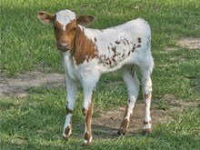 Silver Kiss Bull Calf