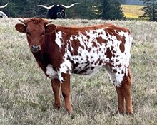 2024 Lorenza heifer