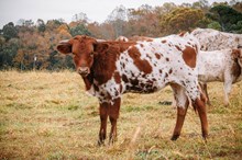 Heifer Calf