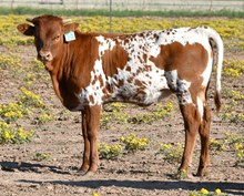 CND X Monika Tuff Heifer