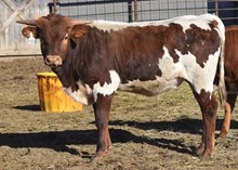 Garland's Big Tex x HL Tuff's Daystar