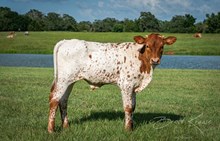 BL Diamond Kat x Shiloh Chex 005 bull