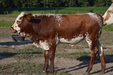 AFTERMATH X TH COWBOYS EMPRESS- BULL CALF