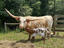 Pearl steer