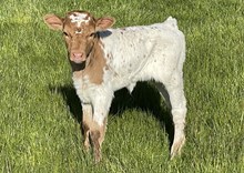 A&S Miss Mars heifer 