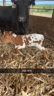 BC Heifer - RTTS 2