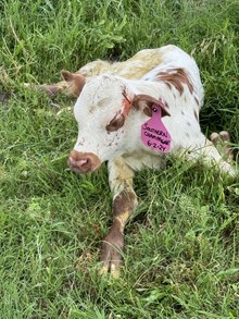 Southern Chamapagne Heifer