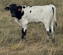 Iron Heifer Calf