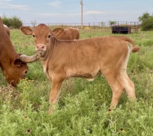 Kansas Girl Summer