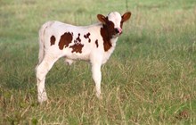 2024 Lulu Heifer