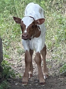 DH Joyful Bull Calf