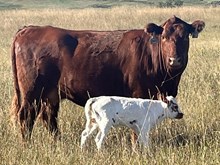 REBEL HR X TEXANA CHIT CHAT (ET) HEIFER  Tag 422