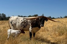 8/21/24 TSUNAMI HEIFER