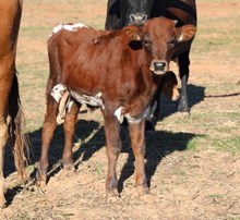 007 Catchit x Grey Eagle Bull Calf