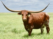 GLR TEXANA TARI BEAST