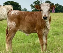 Heifer (Ferdinand x Pacific Samax)