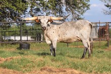 Rustic Stetson