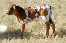 BCR HEIFER DH PRIORITY 