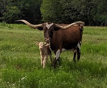 Shoelace 2024 Bull Calf