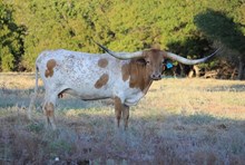 Tabby's Texas Two Step